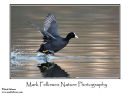 Coot Fulica atra